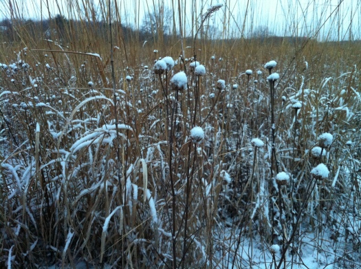 Old Prairie Plants w:Snow Tops